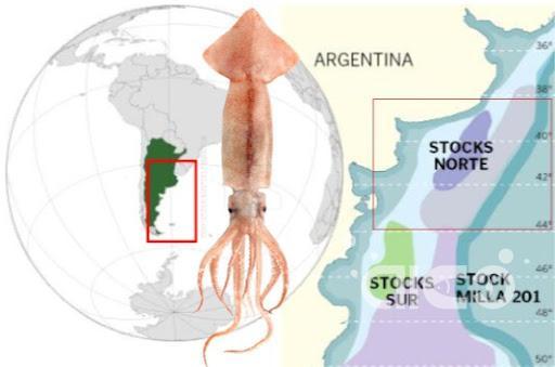 Illex Squid Boom in South Atlantic: Historic Harvest Ahead!